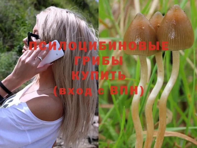 Псилоцибиновые грибы Psilocybe  Белово 